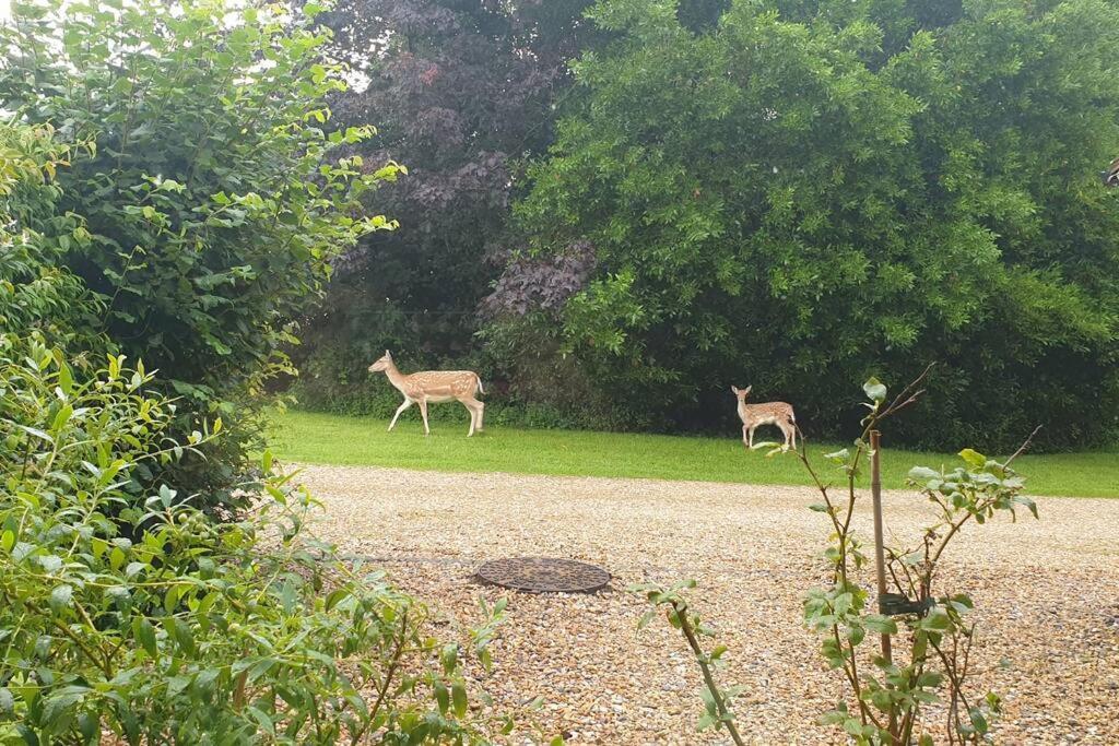 The Old Barn Annexe, Cosy Stay, Close Drive To City, Beach, South Downs & Goodwood Chichester Exteriör bild
